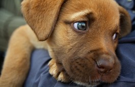 Adoptable Dogs