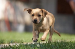 Low Cost Spay & Neuter Clinics