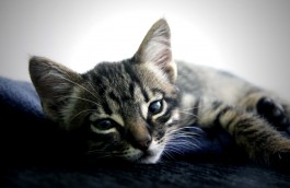 Adoptable Cats