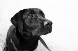 Rescues