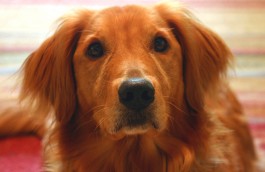 Pet Food Pantries