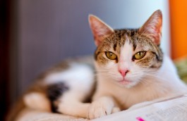 No Kill Shelters