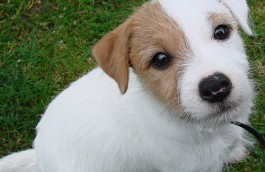 Become a Foster Parent