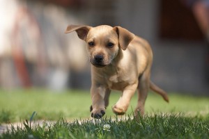 Puppy running (640x427)